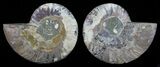 Polished Ammonite Pair - Agatized #59460-1